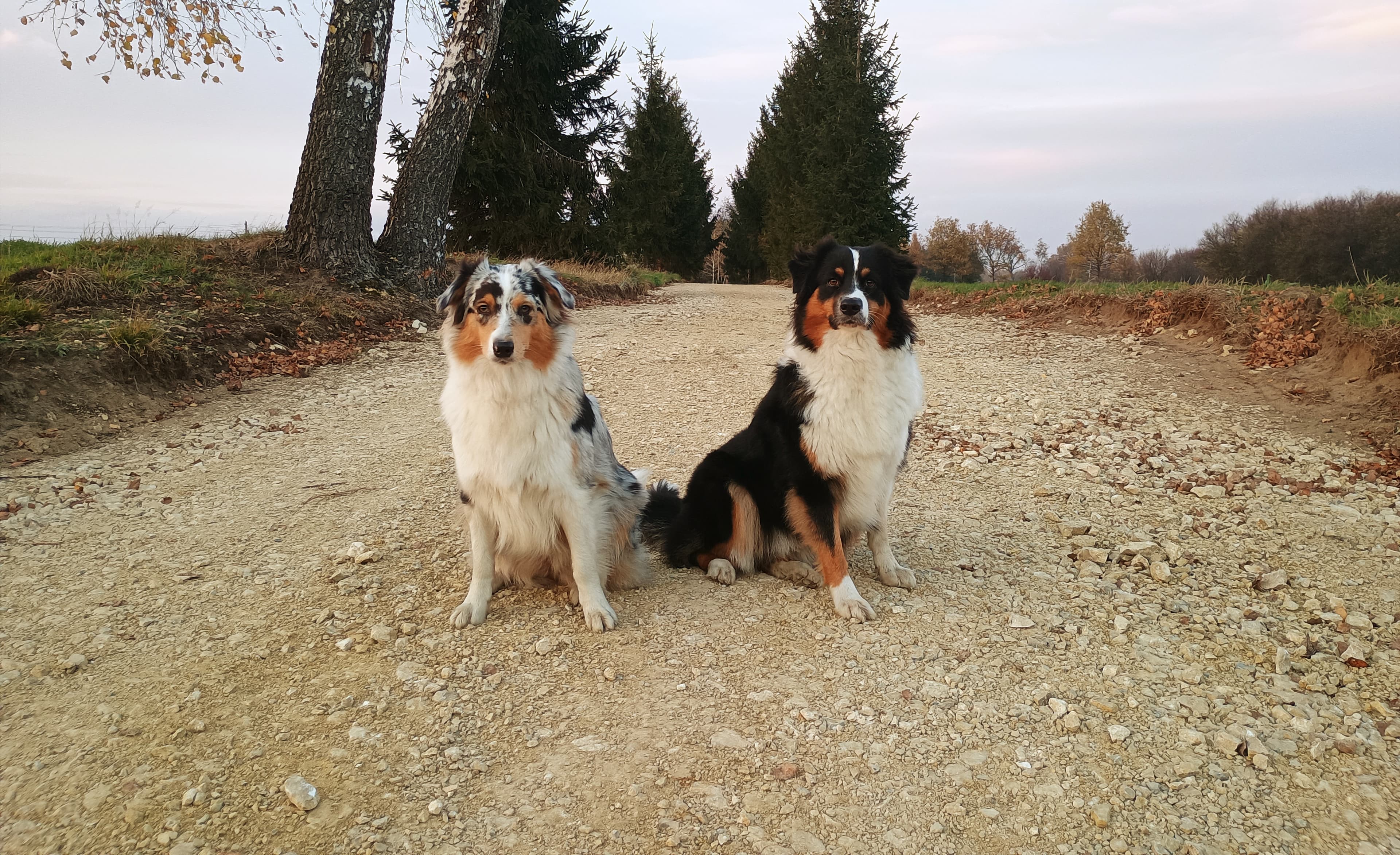 Rell i Vex siedzące na drodze