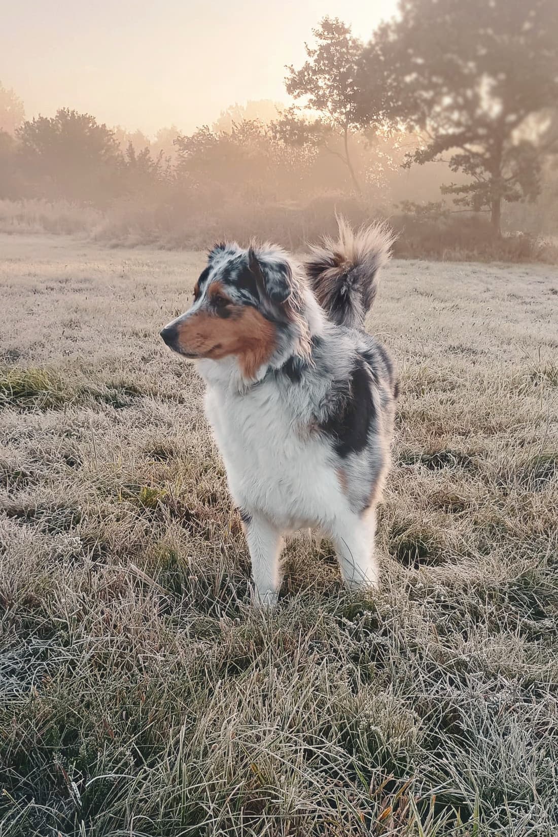 Photo of Vex (NA-NA-SU Star of Elune)