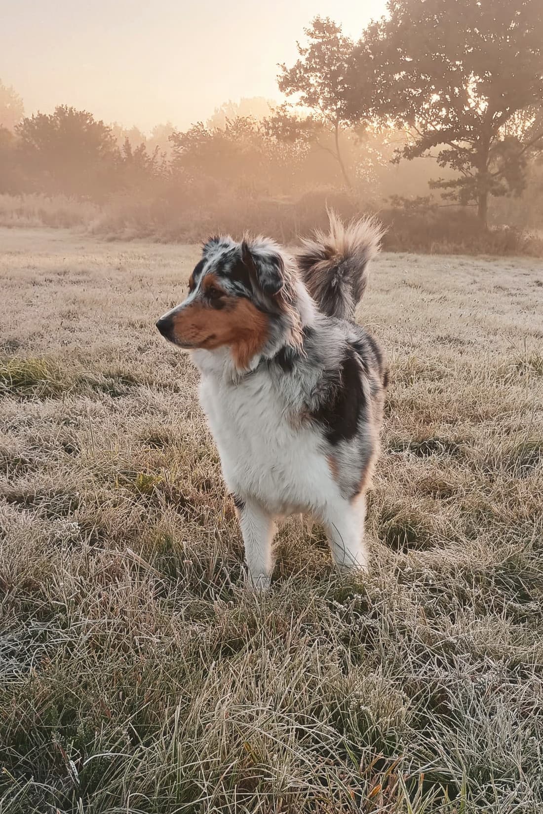 Zdjęcie Vex (NA-NA-SU Star of Elune) siedzącej na środku drogi