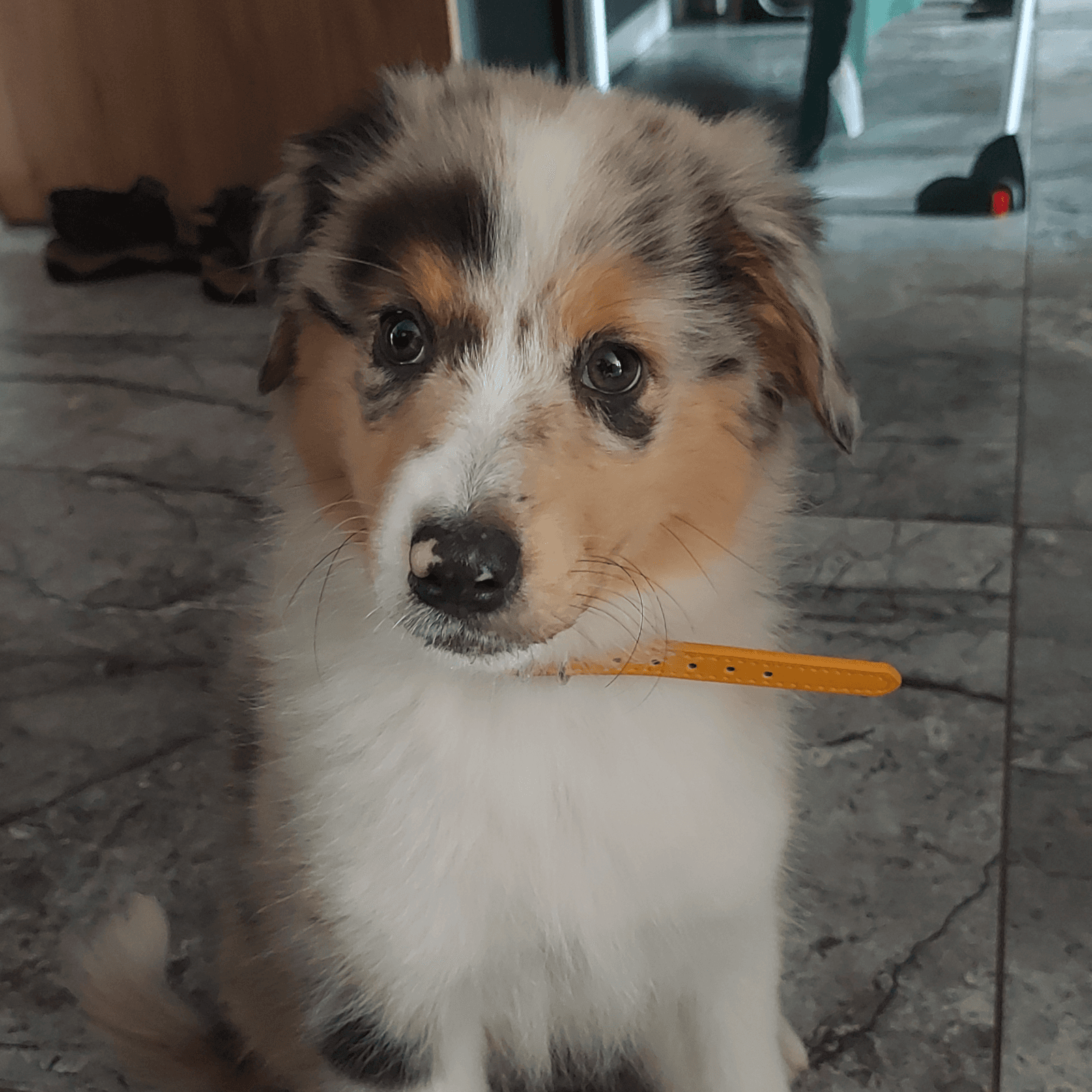 Zdjęcie Vex jako szczeniaka