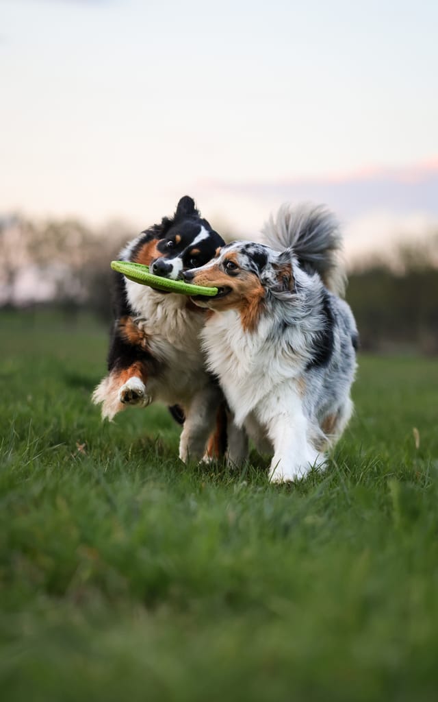 Photo of a dog