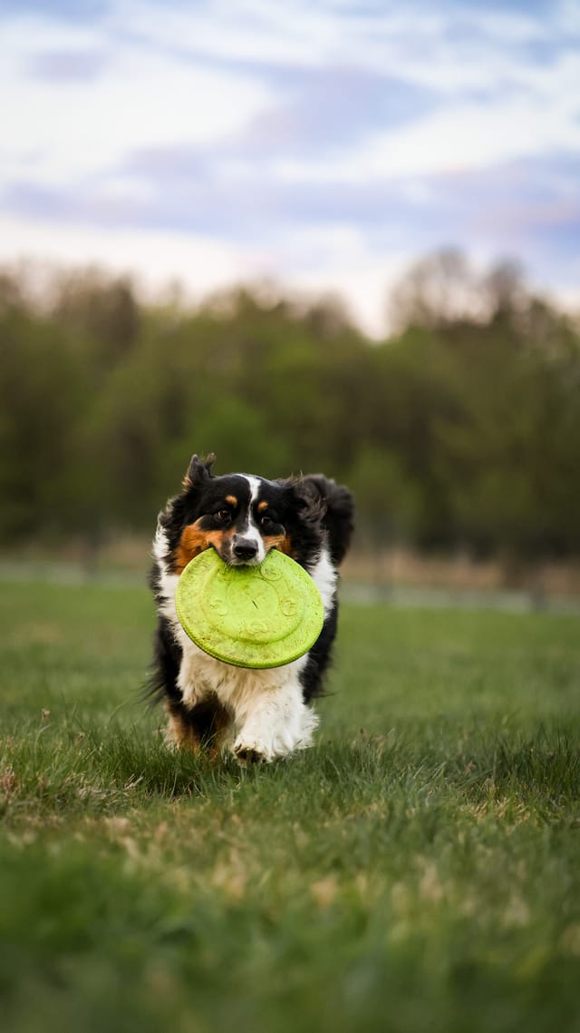 Photo of a dog