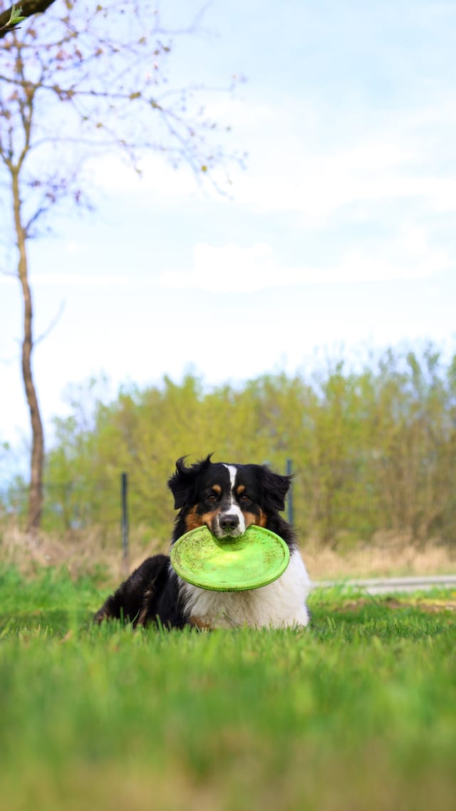 Photo of a dog