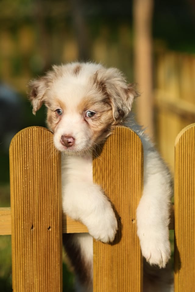 Photo of a dog