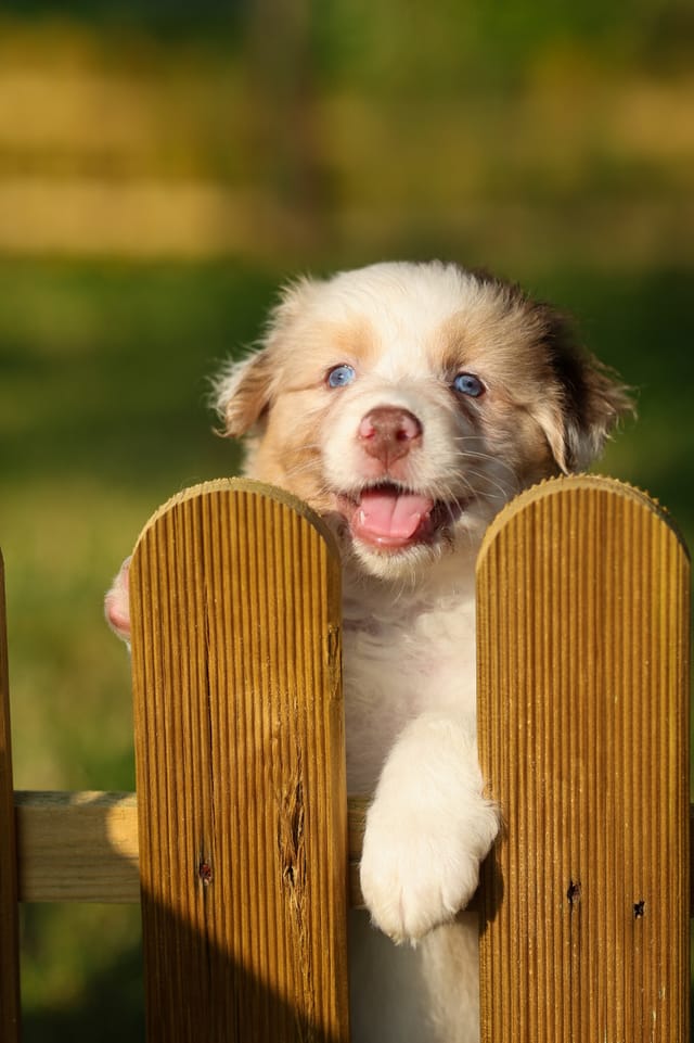Photo of a dog