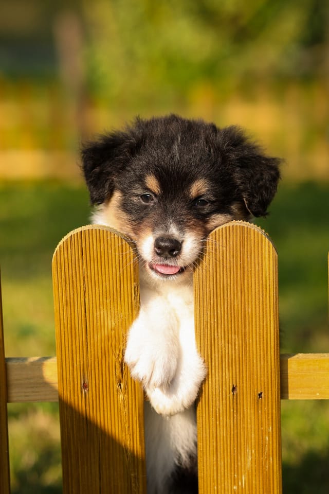 Photo of a dog