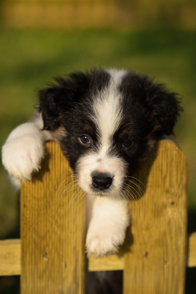 Photo of a dog
