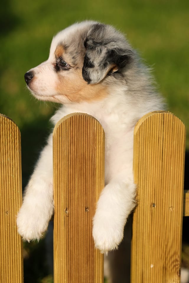 Photo of a dog