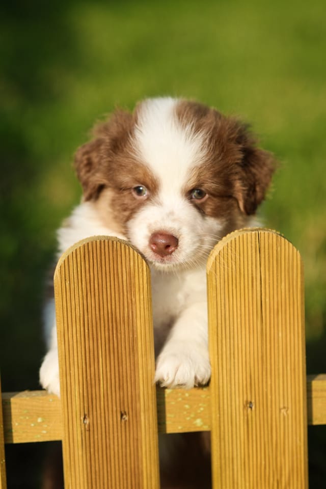 Photo of a dog