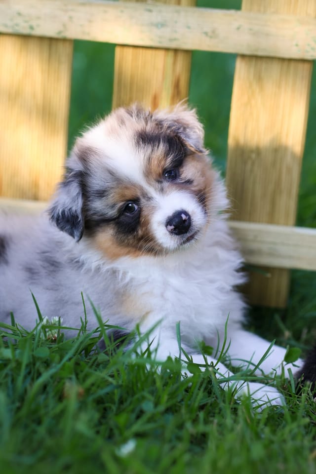Photo of a dog